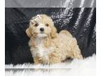 Maltipoo PUPPY FOR SALE ADN-776586 - June Berry F1 Maltipoo