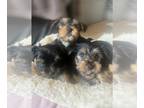 Yorkshire Terrier PUPPY FOR SALE ADN-776577 - 3 little Rascals