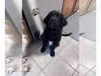 Golden Newfie PUPPY FOR SALE ADN-776576 - Golden Retriever Newfoundland Puppy