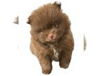 Pomeranian PUPPY FOR SALE ADN-776562 - Color Chocolate