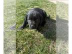 Labrador Retriever PUPPY FOR SALE ADN-776540 - Black male AKC registered
