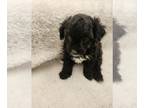 Maltipoo PUPPY FOR SALE ADN-776500 - Maltipoo Puppies Available