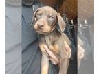 Doberman Pinscher PUPPY FOR SALE ADN-776556 - Dobermans for sale