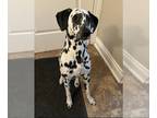 Dalmatian PUPPY FOR SALE ADN-776503 - Dalmatian