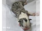 Boston Terrier PUPPY FOR SALE ADN-776494 - Boston Terrier Born March 14th 2024