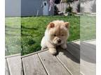Chow Chow PUPPY FOR SALE ADN-776442 - cream chow chow girls available