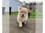 Chow Chow PUPPY FOR SALE ADN-776440 - Chunky cream chow chow available