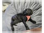 Black and Tan Coonhound-Goldendoodle Mix DOG FOR ADOPTION ADN-776493 - 9 weeks