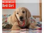Golden Retriever DOG FOR ADOPTION ADN-776716 - Red Girl Golden Retriever aka