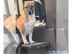 Beagle-Mountain Cur Mix DOG FOR ADOPTION RGADN-1093493 - Tyson - Mountain Cur /