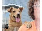 Carolina Dog-Labrador Retriever Mix DOG FOR ADOPTION RGADN-1139754 - Chili -