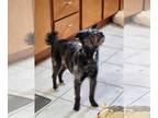Toy Fox Terrier Mix DOG FOR ADOPTION RGADN-1243290 - Hoss - Toy Fox Terrier /