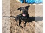 Rottweiler Mix DOG FOR ADOPTION RGADN-1243295 - Roscoe - Rottweiler / Mixed