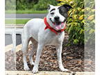 Bull Terrier Mix DOG FOR ADOPTION RGADN-1243296 - LULA - Bull Terrier / Mixed