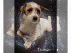 Jack Russell Terrier DOG FOR ADOPTION RGADN-1243297 - Thunder - Jack Russell