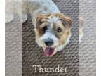 Jack Russell Terrier DOG FOR ADOPTION RGADN-1243297 - Thunder - Jack Russell