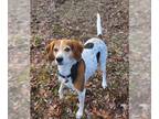 Treeing Walker Coonhound Mix DOG FOR ADOPTION RGADN-1243301 - Rascal (6164) -