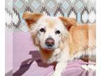 Pembroke Welsh Corgi Mix DOG FOR ADOPTION RGADN-1243302 - Sunshine-in a foster