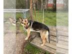 German Shepherd Dog DOG FOR ADOPTION RGADN-1243303 - Evangeline - German
