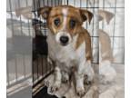 Jack-A-Bee DOG FOR ADOPTION RGADN-1243306 - Harry - Beagle / Jack Russell