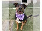 Rottweiler Mix DOG FOR ADOPTION RGADN-1243310 - Odin - Rottweiler / Mixed