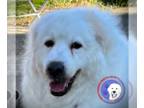 Great Pyrenees DOG FOR ADOPTION RGADN-1243311 - Cotton - Great Pyrenees (long