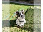 Boxer-Pointer Mix DOG FOR ADOPTION RGADN-1243314 - CANNON - Pointer / Boxer /