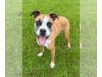 Boxer DOG FOR ADOPTION RGADN-1243315 - Russell - Boxer (short coat) Dog For