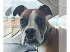 Boxer DOG FOR ADOPTION RGADN-1243315 - Russell - Boxer (short coat) Dog For