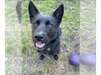 German Shepherd Dog-Huskies Mix DOG FOR ADOPTION RGADN-1243318 - Roxie - German