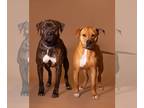 American Pit Bull Terrier Mix DOG FOR ADOPTION RGADN-1243323 - Diego (Bonded w/