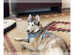 Siberian Husky Mix DOG FOR ADOPTION RGADN-1243327 - Haven - Siberian Husky /
