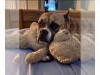 Boxer DOG FOR ADOPTION RGADN-1243328 - DEEDEE - Boxer Dog For Adoption