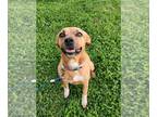 Puggle DOG FOR ADOPTION RGADN-1243330 - Mandi - Beagle / Pug / Mixed (short