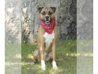 Boxer Mix DOG FOR ADOPTION RGADN-1243333 - Ranger - Boxer / Terrier / Mixed Dog