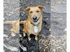 Golden Retriever Mix DOG FOR ADOPTION RGADN-1243335 - Gypsy - Golden Retriever /