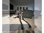 Great Dane DOG FOR ADOPTION RGADN-1243341 - Sky - Great Dane (short coat) Dog