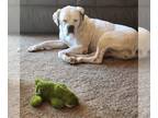 Boxer DOG FOR ADOPTION RGADN-1243345 - Kizzy - Boxer Dog For Adoption