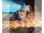 American Staffordshire Terrier Mix DOG FOR ADOPTION RGADN-1243346 - Norah -