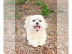 Lhasa Apso Mix DOG FOR ADOPTION RGADN-1243347 - *Zucchini Produce -- BLIND -