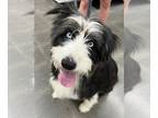 Australian Shepherd-Bearded Collie Mix DOG FOR ADOPTION RGADN-1243348 - Diamond