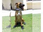 Boxer Mix DOG FOR ADOPTION RGADN-1243351 - Brownie - Boxer / Shepherd / Mixed