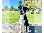 Border Collie Mix DOG FOR ADOPTION RGADN-1243352 - Zuzu - Border Collie / Mixed