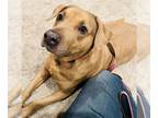 Black Mouth Cur-Labrador Retriever Mix DOG FOR ADOPTION RGADN-1243353 - Alana -