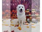 Great Pyrenees DOG FOR ADOPTION RGADN-1243354 - Gus McFloof - Great Pyrenees