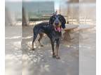 Bluetick Coonhound DOG FOR ADOPTION RGADN-1243356 - Belle & her blue ball in