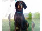 Bluetick Coonhound DOG FOR ADOPTION RGADN-1243356 - Belle & her blue ball in
