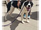 Border Collie-Great Pyrenees Mix DOG FOR ADOPTION RGADN-1243357 - NERO - Border