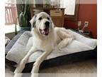 Great Pyrenees DOG FOR ADOPTION RGADN-1243366 - Olaf - Great Pyrenees (long