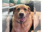 Labrador Retriever DOG FOR ADOPTION RGADN-1243372 - Murphy - Labrador Retriever
